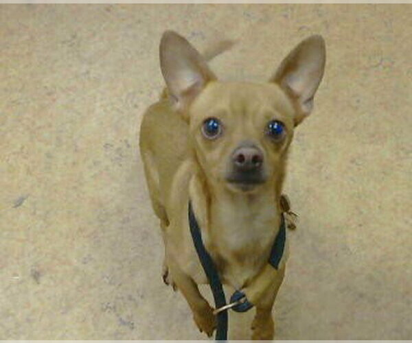 Medium Photo #1 Chihuahua Puppy For Sale in Sacramento, CA, USA