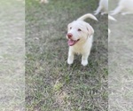 Small #25 Siberian Husky