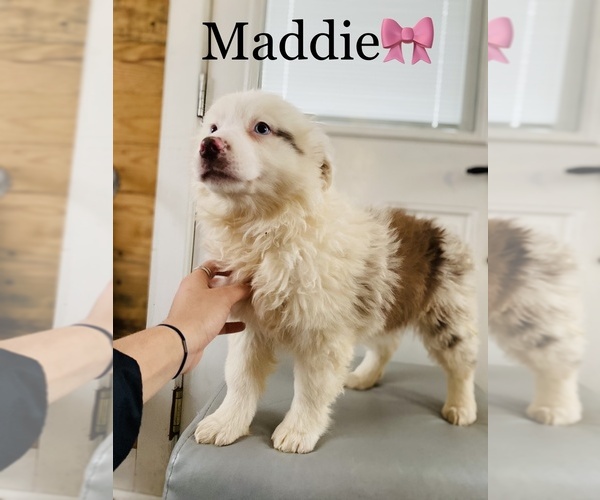 Medium Photo #6 Australian Shepherd Puppy For Sale in COOKEVILLE, TN, USA