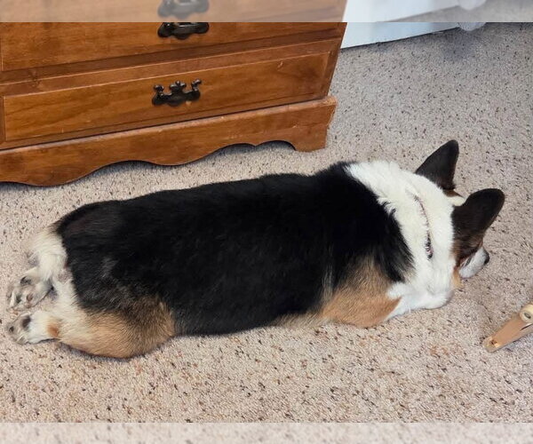 Medium Photo #8 Mutt Puppy For Sale in Denver , CO, USA