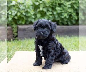Schnoodle (Miniature) Puppy for sale in LITITZ, PA, USA