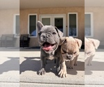 Small Photo #6 French Bulldog Puppy For Sale in PUEBLO, CO, USA
