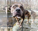 Small #8 American Bulldog Mix