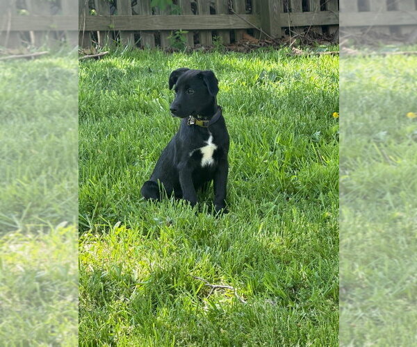 Medium Photo #4 Labsky Puppy For Sale in Springdale, PA, USA