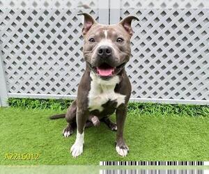 American Pit Bull Terrier Dogs for adoption in West Palm Beach, FL, USA