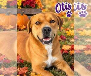 Boxer-Unknown Mix Dogs for adoption in Rootstown, OH, USA