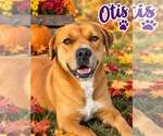 Pound Dog-Otis #190694-Courtesy Listing - Male Boxer-Unknown Mix Dog for Adoption - Small photo