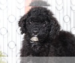 Small Poodle (Standard)-Portuguese Water Dog Mix