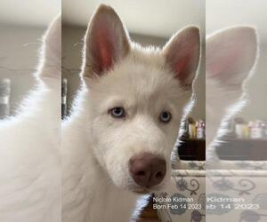 Samoyed-Siberian Husky Mix Puppy for sale in ENCINO, CA, USA