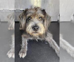 Miniature Schnauzer-Unknown Mix Dogs for adoption in San Antonio, TX, USA