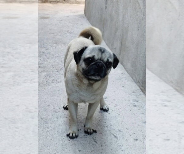 Medium Photo #1 Pug Puppy For Sale in San Diego, CA, USA
