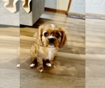 Small #7 Cavalier King Charles Spaniel