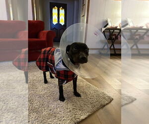Mutt Dogs for adoption in FRAMINGHAM, MA, USA