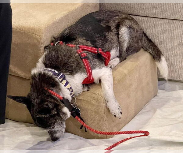 Medium Photo #10 Chihuahua-Unknown Mix Puppy For Sale in Corona, CA, USA