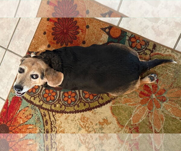 Medium Photo #11 Beagle Puppy For Sale in Dunnellon, FL, USA