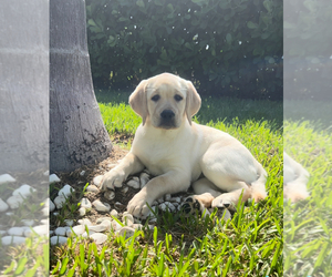 Labrador Retriever Puppy for sale in LOXAHATCHEE, FL, USA