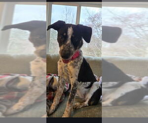 Border Collie-German Shorthaired Pointer Mix Dogs for adoption in Holly Springs, NC, USA