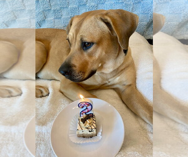 Medium Photo #10 Black Mouth Cur-Labrador Retriever Mix Puppy For Sale in Dana Point, CA, USA