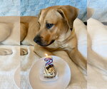 Small #9 Black Mouth Cur-Labrador Retriever Mix