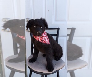 Great Dane Puppy for sale in KINGMAN, AZ, USA
