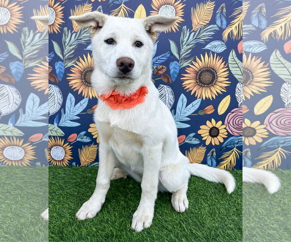 Medium Photo #1 Gerberian Shepsky Puppy For Sale in Corona, CA, USA