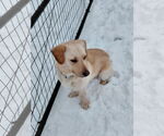 Small #1 Cardigan Welsh Corgi-Labrador Retriever Mix