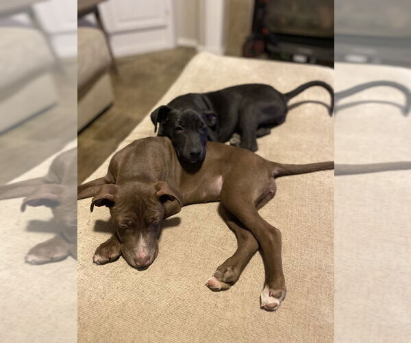 Medium Photo #15 Labrador Retriever-Unknown Mix Puppy For Sale in Lakewood, CO, USA