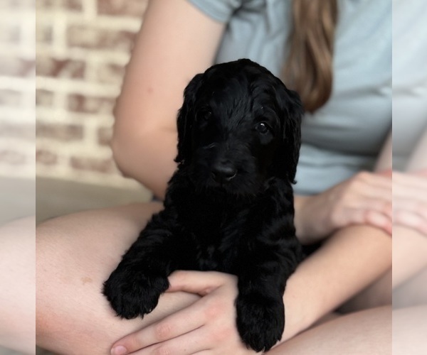 Medium Photo #29 Goldendoodle Puppy For Sale in RED OAK, TX, USA