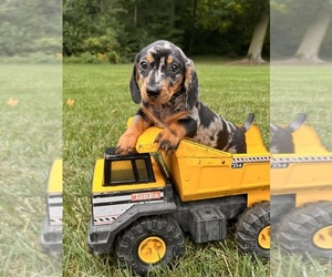 Dachshund Puppy for sale in MIDDLEBURY, IN, USA