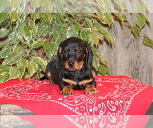 Dachshund Puppy for sale in SHILOH, OH, USA