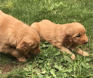 Golden Retriever Puppy for sale in FINLAYSON, MN, USA