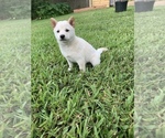 Small Photo #7 Shiba Inu Puppy For Sale in MERRITT IS, FL, USA