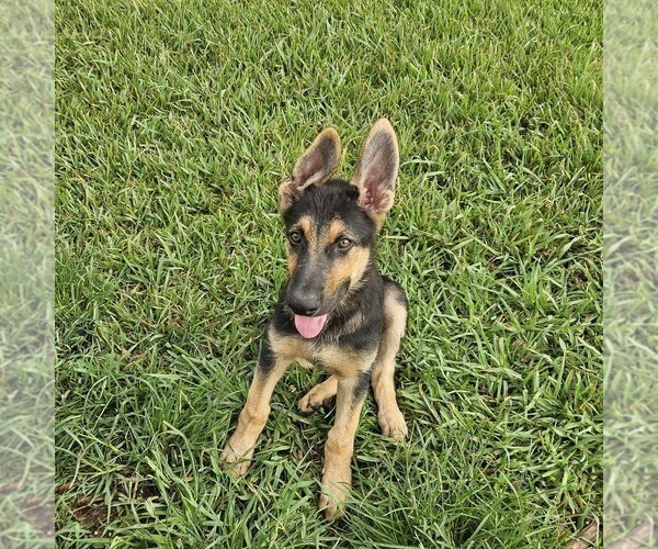 Medium Photo #8 German Shepherd Dog Puppy For Sale in NAVASOTA, TX, USA