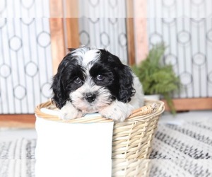 Zuchon Puppy for sale in NAPLES, FL, USA
