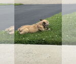 Small #5 French Bulldog Mix