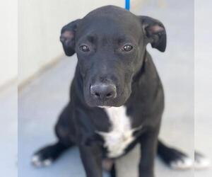 Medium Labrador Retriever Mix