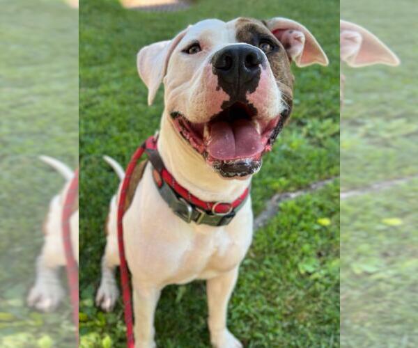Medium Photo #2 American Pit Bull Terrier Puppy For Sale in Woodland, CA, USA