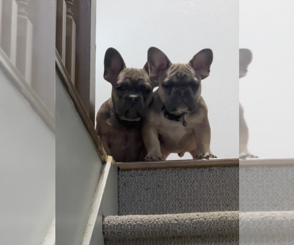 Medium Photo #7 French Bulldog Puppy For Sale in BRIGHTON, CO, USA