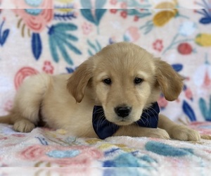 Golden Retriever Puppy for sale in LANCASTER, PA, USA