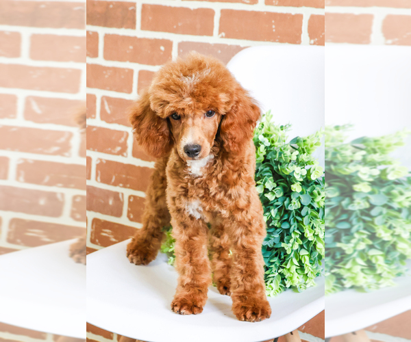 Medium Photo #6 Poodle (Toy) Puppy For Sale in SYRACUSE, IN, USA