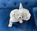 Small Photo #11 French Bulldog Puppy For Sale in ANAHEIM, CA, USA