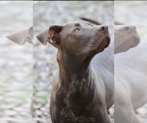 Medium Photo #4 German Shorthaired Lab Puppy For Sale in Ocean Springs, MS, USA