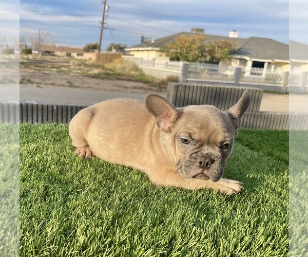Medium Photo #12 French Bulldog Puppy For Sale in WEST HOLLYWOOD, CA, USA