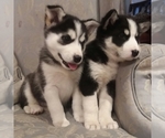 Small Photo #27 German Shepherd Dog-Siberian Husky Mix Puppy For Sale in SAINT MARYS, KS, USA