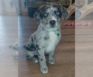 Medium Sheprador
