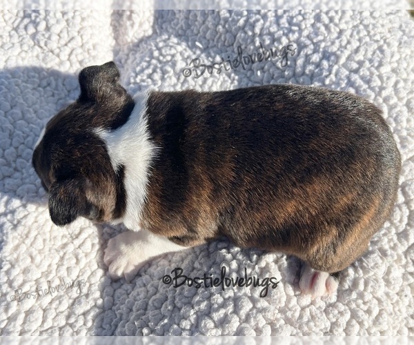 Medium Photo #8 Boston Terrier Puppy For Sale in ODENVILLE, AL, USA