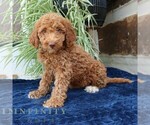 Small #2 Goldendoodle (Miniature)