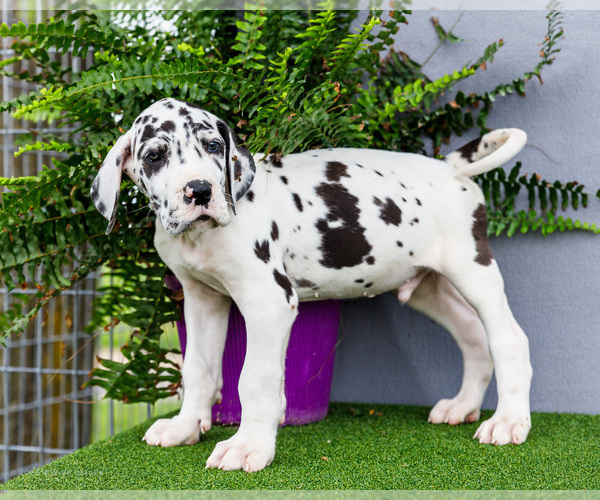 Medium Photo #10 Great Dane Puppy For Sale in WAKARUSA, IN, USA