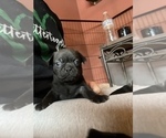 Small #2 Frenchie Pug