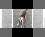 Small Photo #2 Beagle-Unknown Mix Puppy For Sale in Fairfax, VA, USA